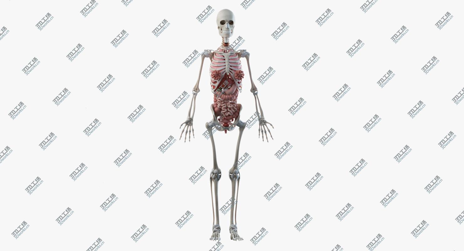 images/goods_img/2021040233/Elder Female Skin, Skeleton And Organs Rigged 3D model/5.jpg